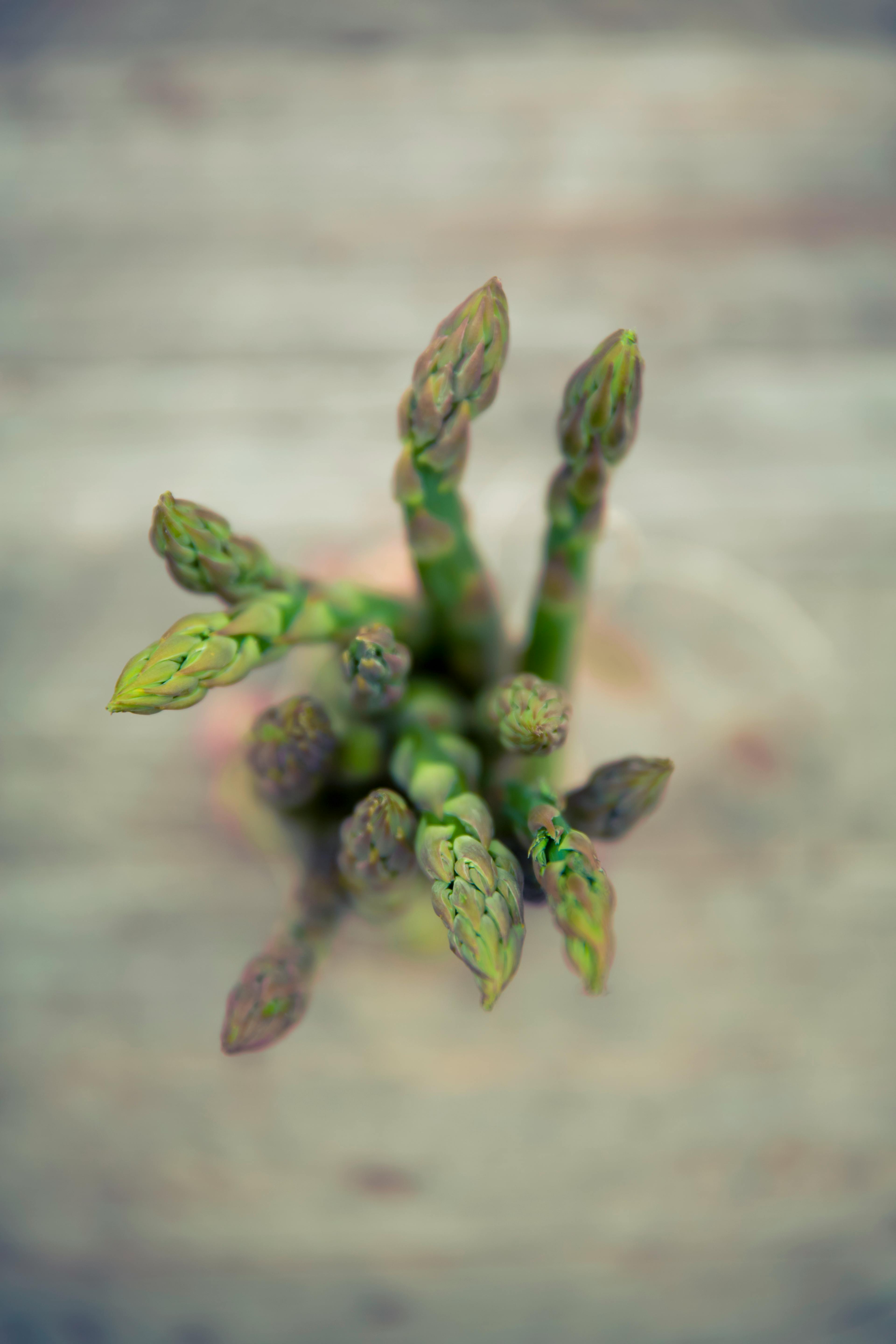 Coping Strategies for Hearing Voices