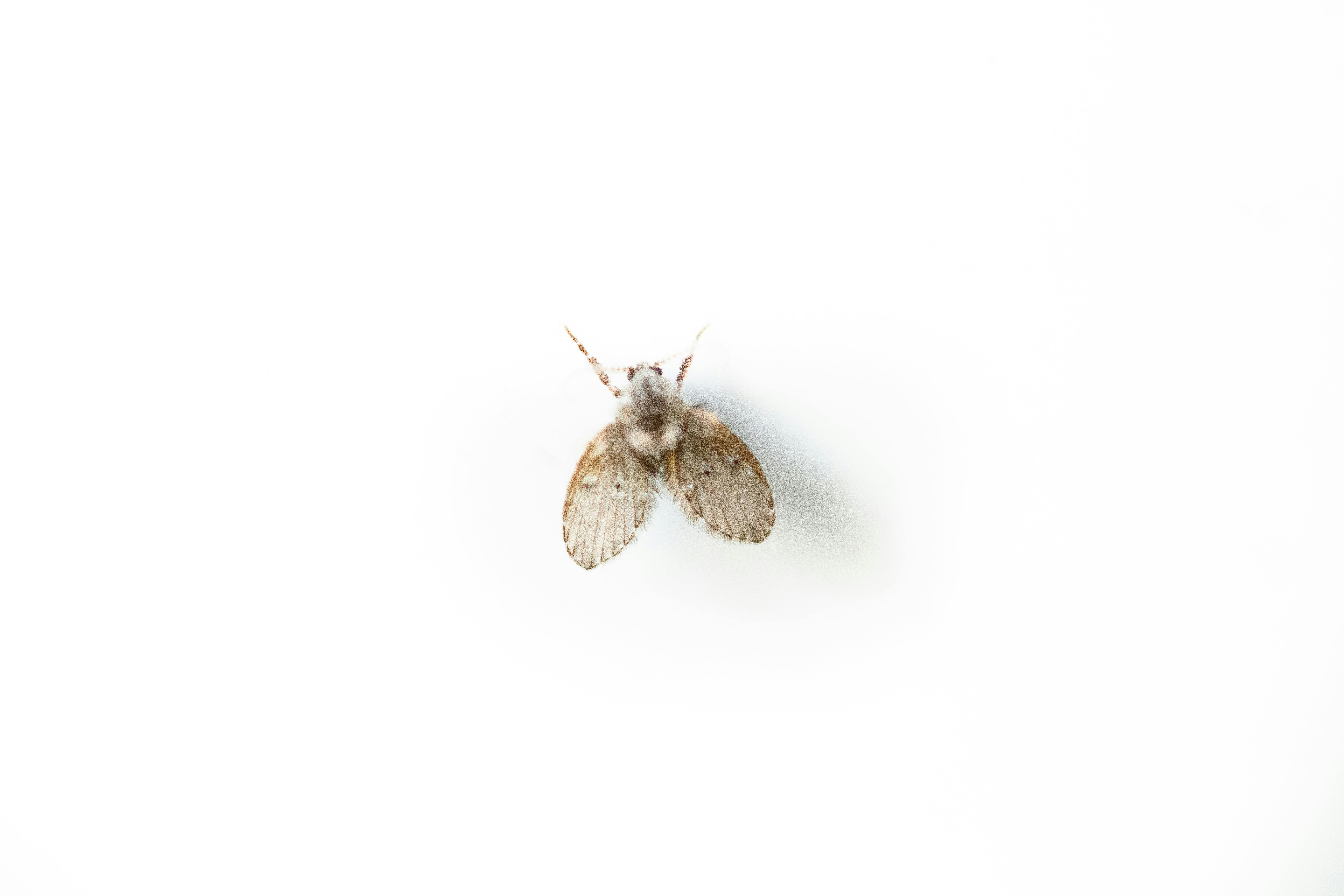 Effective Control Against Spotted Lanternfly