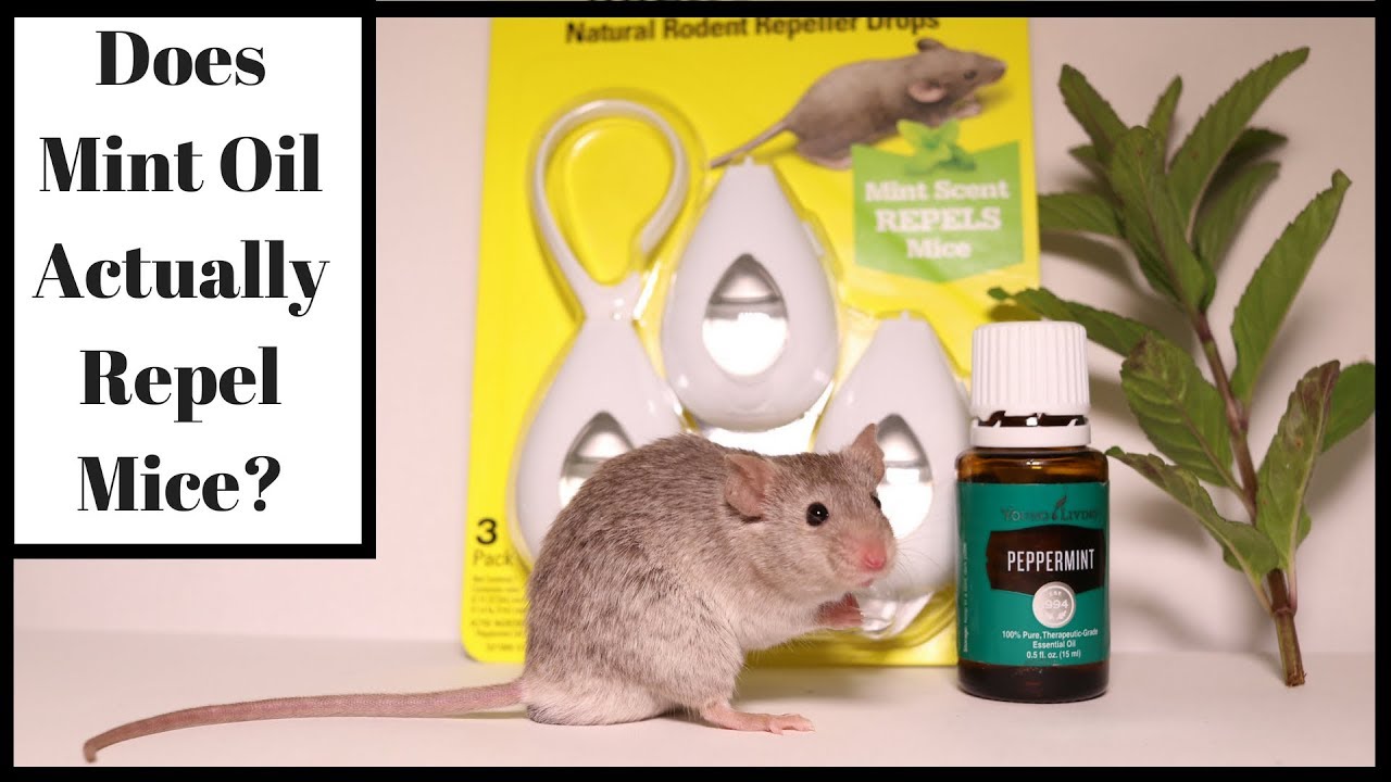 Mouse Repellent Techniques