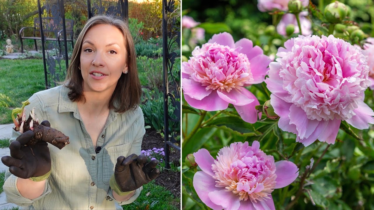 Planting Peonies