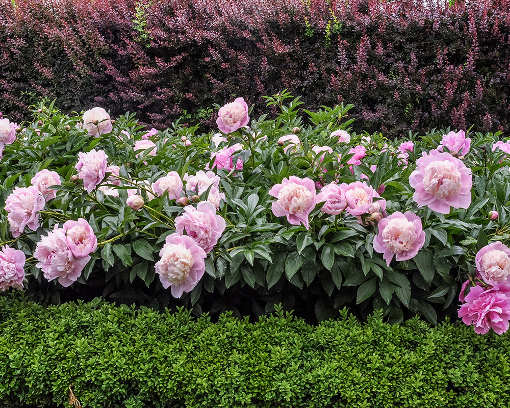 Beautiful Peonies in Garden