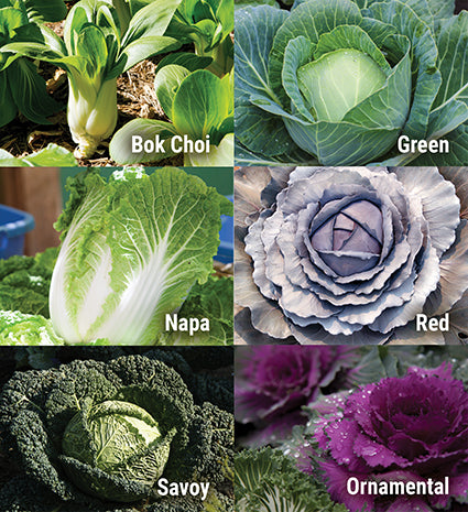 Growing Cabbage Techniques