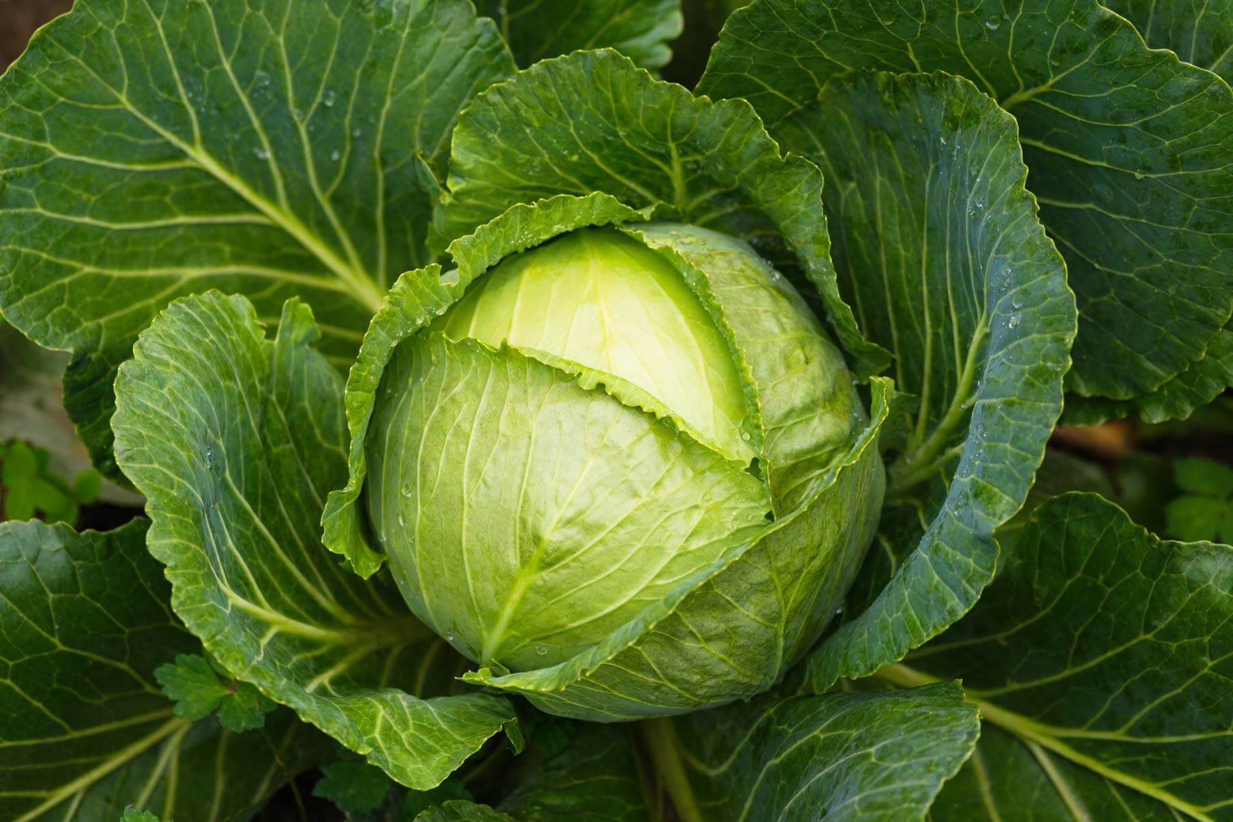 Cabbage Garden Harvest