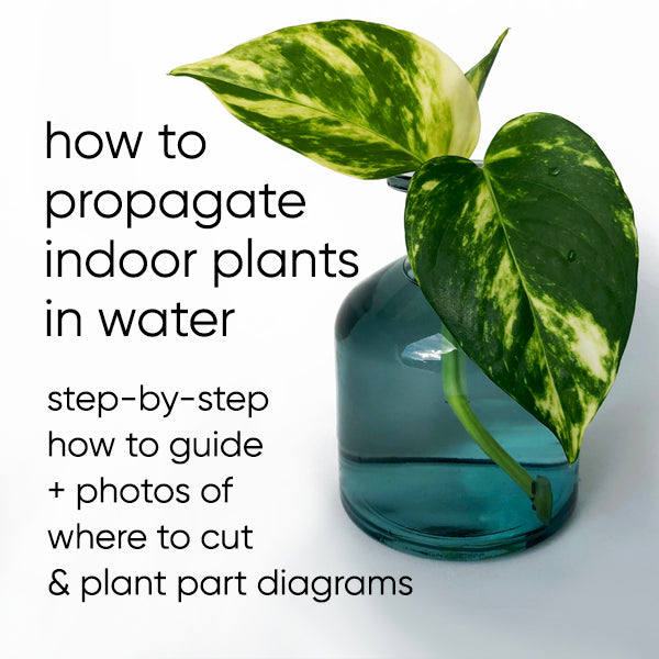 Plant Propagation Techniques