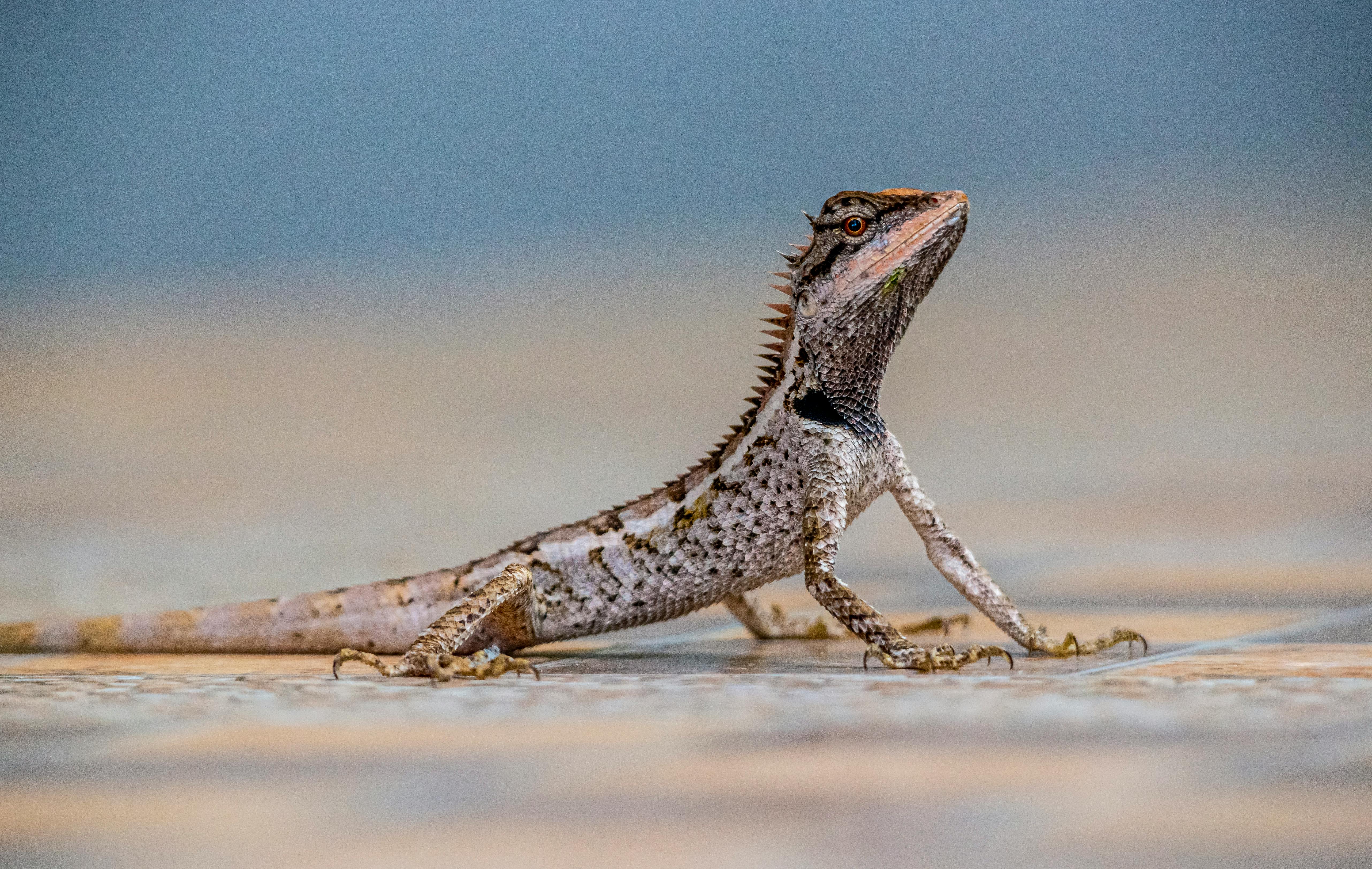 Effective Control Against Spotted Lanternfly