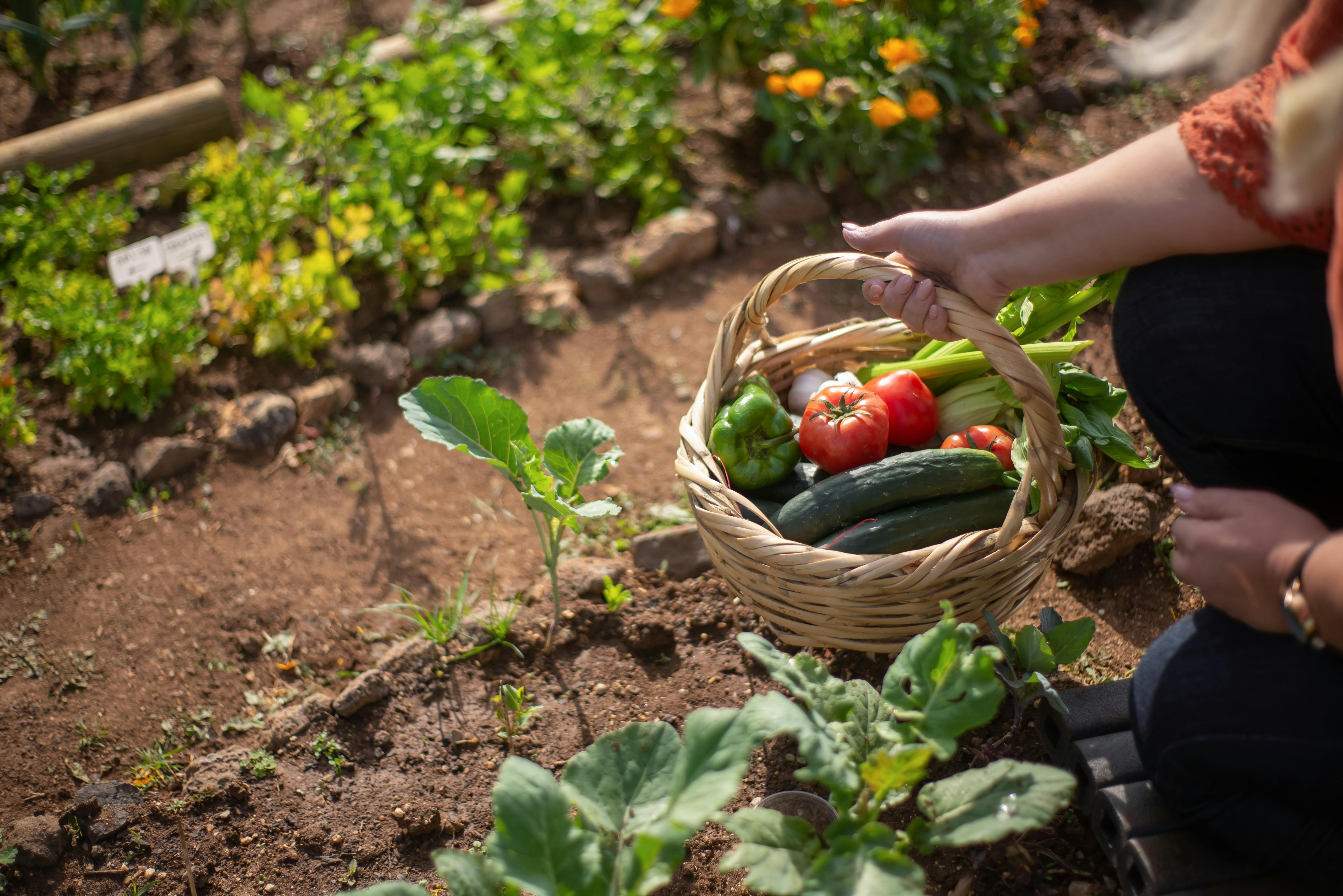 Cucumber Planting Distance