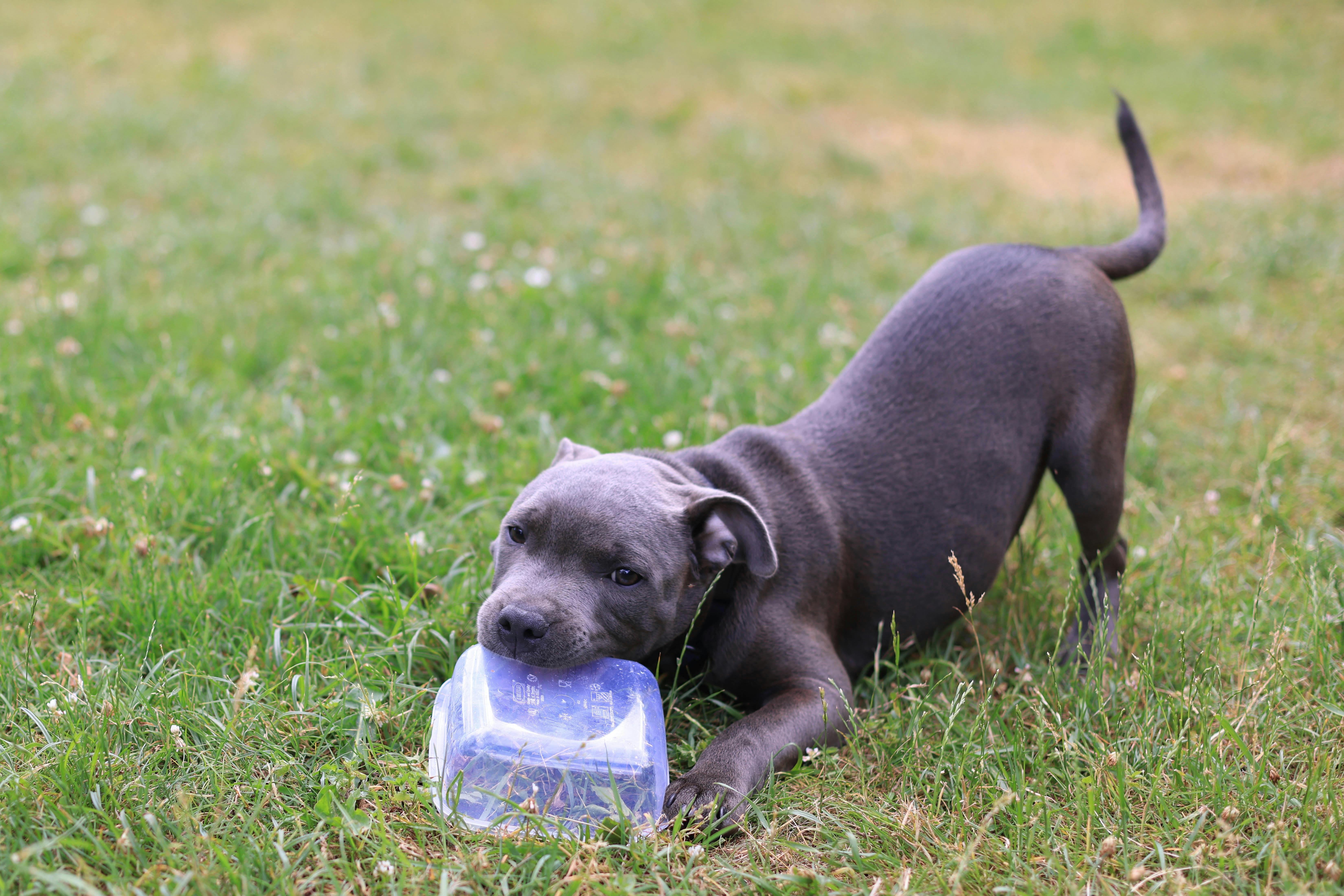 How to Get Puppies to Stop Biting