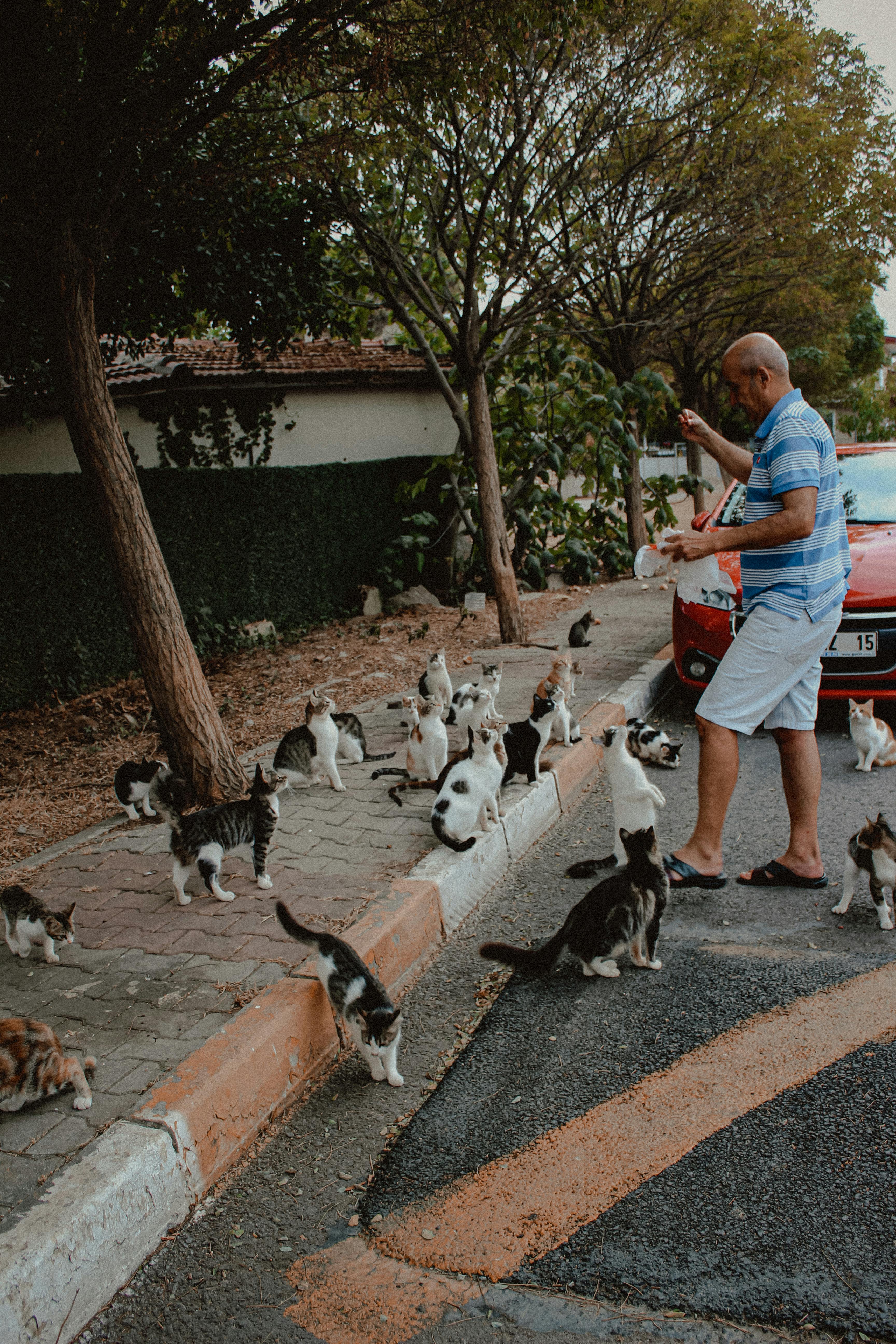 Effective methods to keep stray cats away